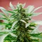 California Special (K.C. Brains Seeds)