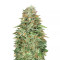 Critical Poison Fast Version (00 Seeds) Cannabis-Samen