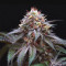 Double Stuffed Sorbet (DNA Genetics) Cannabis-Samen