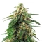 El Fuego (DNA Genetics) Cannabis-Samen