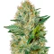 Exodus Cheese Auto (GHS) Cannabis-Samen