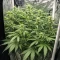 Grimm Glue (Brothers Grimm Seeds)