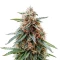 Headstone (Big Head Seeds) Cannabis-Samen