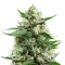 Medi Bomb 1 (Bomb Seeds) Cannabis-Samen