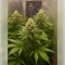 Northern Light (RQS) Cannabis-Samen