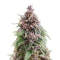 Oreoz (00 Seeds)