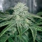 Power Bud (Blackskull Seeds) Cannabis-Samen