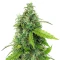 S.T.D (Cream of the Crop Seeds) Cannabis-Samen