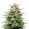 Super Lemon Haze CBD (GHS) Cannabis-Samen