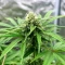 Sweet Critical CBD (00 Seeds)