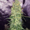 Trans Siberian Auto (Auto Seeds) Cannabis-Samen