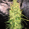Trans Siberian Auto (Auto Seeds) Cannabis-Samen