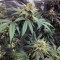 Wedding Cake (Original Sensible Seeds) Cannabis-Samen