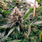 24K Gold (AKA Kosher Tangie) (DNA Genetics) Cannabis-Samen