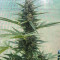 Auto Critical Soma (Advanced Seeds) Cannabis-Samen