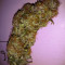 Bubble Bud (Blackskull Seeds) Cannabis-Samen