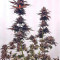 Chocolate Mint OG (Humboldt Seeds Organization) Cannabis-Samen