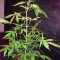 Fruit Cake (Seedstockers) Cannabis-Samen