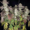 Gelato (BlimBurn Seeds) Cannabis-Samen