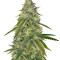 Girl Scout Cookies (Big Head Seeds) Cannabis-Samen