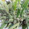 Malawi Regular (Ace Seeds) Cannabis-Samen