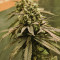 NYC Diesel (Zambeza Seeds) Cannabis-Samen
