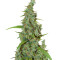 Neville's Haze Mango Regular (Mr. Nice Seedbank) Cannabis-Samen