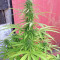 Northern Lights Autoflower feminisierte Samen (Seedstockers)