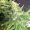 Pakistan Chitral Kush Standard (Ace Seeds) Cannabis-Samen