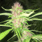 Panama Haze (Ace Seeds) Cannabis-Samen