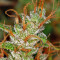 Panama Haze (Ace Seeds) Cannabis-Samen