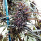 Purple Haze x Malawi Regular (Ace Seeds) Cannabis-Samen