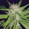 Sapphire OG (Humboldt Seeds Organization) Cannabis-Samen