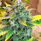 Sticky Fingers Autoflower (Seedstockers) Cannabis-Samen