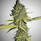 Sweet Cheese XL Auto (Sweet Seeds) Cannabis-Samen