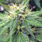 Thai Chi (Ace Seeds) Cannabis-Samen