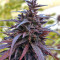 Thai Chi (Ace Seeds) Cannabis-Samen