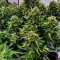 Waist Deep Auto (Heavyweight Seeds) Cannabis-Samen