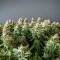 Auto Euforia (Dutch Passion) Cannabis-Samen