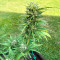Auto GG#4 Original Glue F1 feminisierte Samen (Seedkeepers)