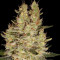 Crazy Miss Hyde (Samsara Seeds)