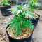 Delicious Cookies feminisierte Samen (Delicious Seeds)