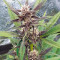 LSD-25 Auto feminisierte Samen