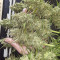 Monster Gelato (Monster Genetics) Cannabis-Samen