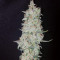 Original Auto OG Kush (Fast Buds) Cannabis-Samen