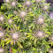 Punch Cookies feminisierte Samen (AlphaFem Seeds)