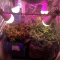 LSD-25 Auto (Fast Buds) Cannabis-Samen zu verkaufen