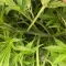 West Coast O.G. Auto (Fast Buds) Cannabis-Samen zu verkaufen