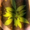 Eleven Roses (Delicious Seeds) Cannabis-Samen zu verkaufen