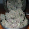 Sunset Sherbet (Pyramid Seeds) Cannabis-Samen zu verkaufen